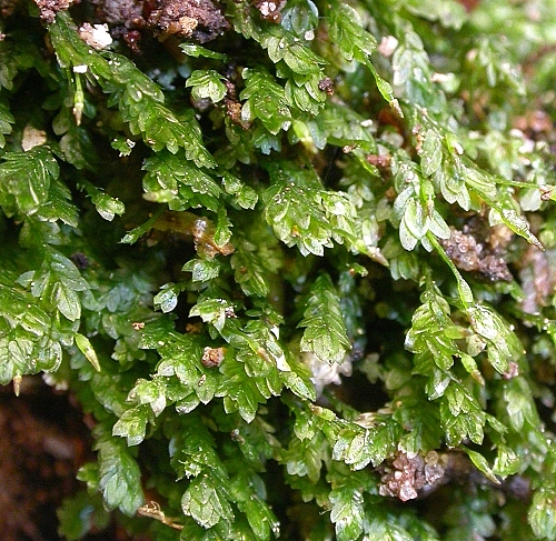 Представитель Семейства Mitteniaceae